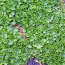 KIDNEY WEED Dichondra Repens - GROUND COVER - 1 gram (approx 300 seeds)