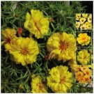 PORTULACA Endless Summer YELLOW Seeds - Hardy ground cover - 25 Seeds