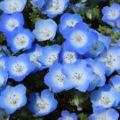 NEMOPHILA BABY BLUE EYES SEEDS FLOWER GARDEN - ROCKERY-COTTAGE GROUND COVER - 100 Seeds