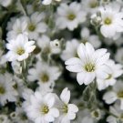 'SNOW IN SUMMER' TOUGH GROUND COVER - SILVERY FOLIAGE WHITE BLOOMS - 50 Seeds