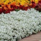 SWEET ALYSSUM 'Carpet of Snow' SUPERB - SNOW WHITE GROUND COVER - 300 Seeds