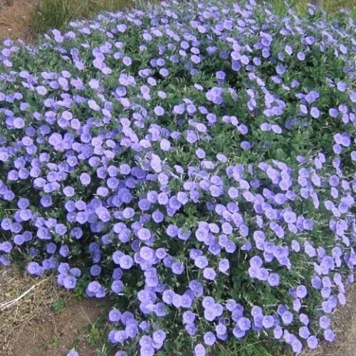 CONVOLVULUS MAURITANICUS - HARDY GROUND COVER BLUE FLOWERS - 20 Seeds
