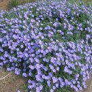 CONVOLVULUS MAURITANICUS - HARDY GROUND COVER BLUE FLOWERS - 20 Seeds