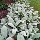 LAMB EARS Stachys Byzantina - FLUFFY SILVERY FOLIAGE GROUND COVER - 50 Seeds