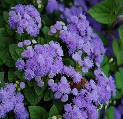 ADORABLE AGERATUM BLUE MINK - SUPERB GROUND COVER ROCKERY GARDEN - 100 Seeds