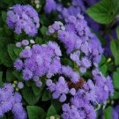 ADORABLE AGERATUM BLUE MINK - SUPERB GROUND COVER ROCKERY GARDEN - 100 Seeds