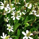 Lizard Tails Yerba Mansa White Flowers - Ground Cover Cool Climate - 50 Seeds