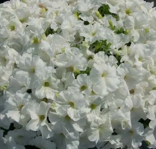 PETUNIA SNOWBALL WHITE - ELEGANT ANNUAL GROUND COVER - 100 Seeds