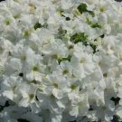 PETUNIA SNOWBALL WHITE - ELEGANT ANNUAL GROUND COVER - 100 Seeds