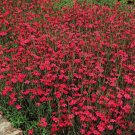 DIANTHUS DELTOIDES BRILLIANT - HARDY PERENNIAL GROUND COVER - 50 Seeds