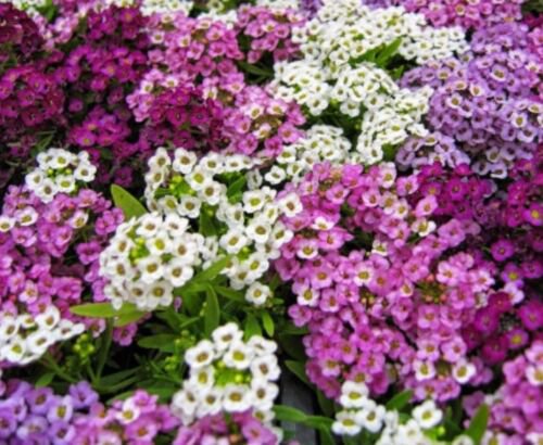 SWEET ALYSSUM EASTER BONNET MIX - COLOURFUL GROUND COVER - 100 Seeds
