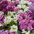 SWEET ALYSSUM EASTER BONNET MIX - COLOURFUL GROUND COVER - 100 Seeds