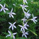 ROCK ISOTOME LAURENTIA Isotoma Petraea - NATIVE GROUND COVER - 100 Seeds