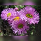 Erigeron Speciosus PINK JEWEL - PERENNIAL GROUND COVER FLOWER - 50 Seeds