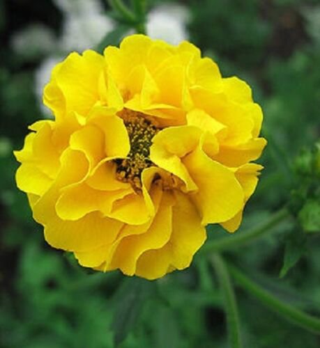 FANTASTIC *AVENS* LADY STRATHEDEN - SUPERB GROUND COVER BORDER - 20 Seeds