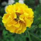 FANTASTIC *AVENS* LADY STRATHEDEN - SUPERB GROUND COVER BORDER - 20 Seeds