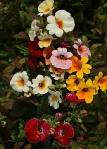 NEMESIA GALAXY BICOLOR - SUPERB COLOURS MIXTURE GROUND COVER - 100 Seeds