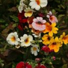 NEMESIA GALAXY BICOLOR - SUPERB COLOURS MIXTURE GROUND COVER - 100 Seeds
