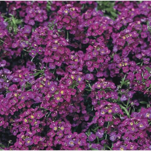SWEET ALYSSUM *ROYAL CARPET* - DEEP COLOUR EXCELLENT GROUND COVER - 100 Seeds