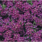 SWEET ALYSSUM *ROYAL CARPET* - DEEP COLOUR EXCELLENT GROUND COVER - 100 Seeds