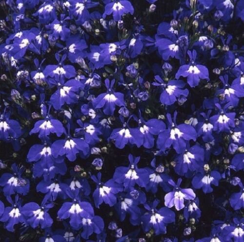 Lobelia 'SAPPHIRE' - DEEP BLUE GROUND COVER POTS ROCKERY GARDEN - 100 Seeds