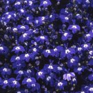 Lobelia 'SAPPHIRE' - DEEP BLUE GROUND COVER POTS ROCKERY GARDEN - 100 Seeds