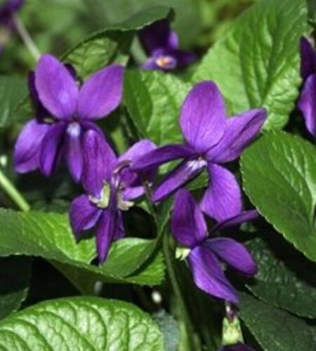 SWEET VIOLET - SPRING GROUND COVER PURPLE BLOOMS - 20 Seeds