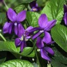 SWEET VIOLET - SPRING GROUND COVER PURPLE BLOOMS - 20 Seeds
