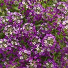 ALYSSUM PASTEL CARPET MIX FLOWER SEEDS - Flower Garden Ground Cover - 200 Seeds