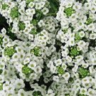 Carpet of Snow Alyssum Flower Seed - GROUND COVER WHITE FLOWER - 100 Seeds
