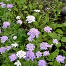 CANDYTUFT UMBELLATA MIX - flower garden GROUND COVER - 100 Seeds