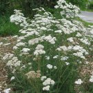 YARROW White - GROUND COVER Cottage Garden - 500 Seeds