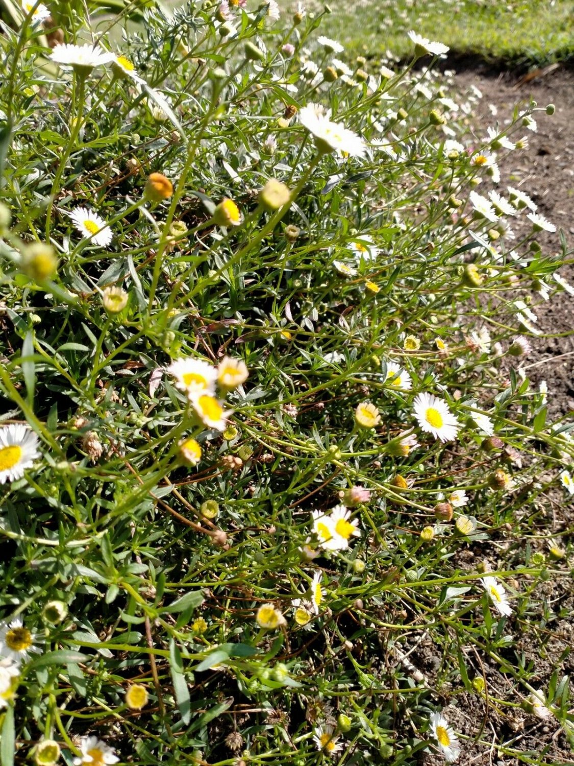 DAISY SEASIDE WHITE SPLENDOUR - GROUND COVER - 50 Seeds