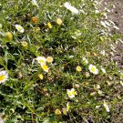 DAISY SEASIDE WHITE SPLENDOUR - GROUND COVER - 50 Seeds