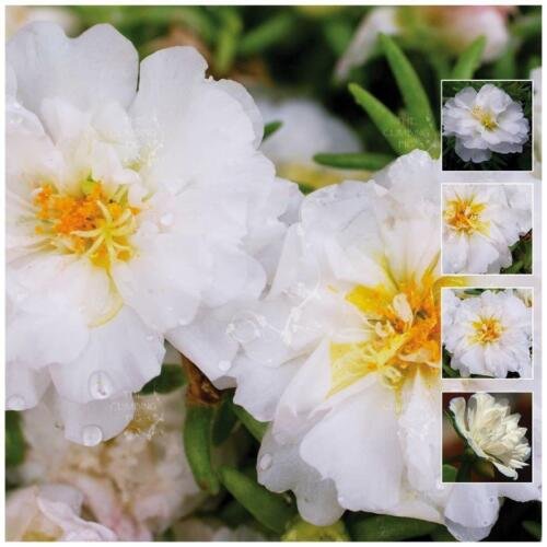Portulaca Endless Summer White - Hardy ground cover - 25 Seeds