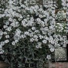 CERASTIUM Snow in Summer - Perennial ground cover - 100 Seeds