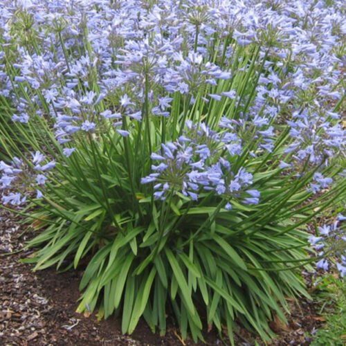 AGAPANTHUS DWARF BLUE HARDY PERENNIAL BORDER GROUND COVER 20 Seeds