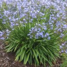 AGAPANTHUS DWARF BLUE - HARDY PERENNIAL BORDER GROUND COVER - 20 Seeds