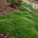 Irish Moss Seeds - (Sagina Mijikai ) Ground Cover Garden- 50 Seeds