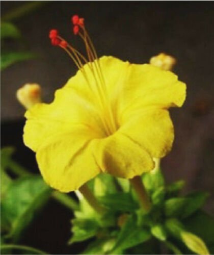 Yellow cute blooms Beautiful - Ground Covers Freshly - 10 Seeds