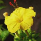 Yellow cute blooms Beautiful - Ground Covers Freshly - 10 Seeds