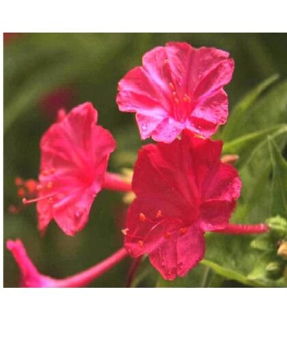 Rosy Pink blooms Fresh - Seeds Beautiful Ground Covers - 7 Seeds