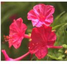Rosy Pink blooms Fresh - Seeds Beautiful Ground Covers - 7 Seeds