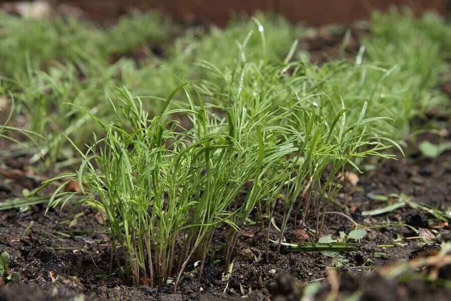 Fern leaf Dill Seeds - Organic seeds - 100 Seeds