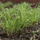 Fern leaf Dill Seeds - Organic seeds - 100 Seeds