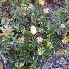 Fern Leaved Banksia (Banksia oblongifolia) - Garden Fern Plant - 10 Seeds