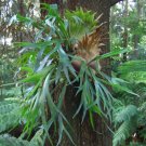 Platycerium bifurcatum Elkhorn Fern - Garden Fern Plant - 500 Spores