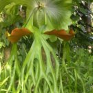 Platycerium superbum Staghorn Fern - Garden Fern Plant - 500 Spores