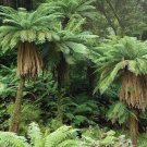 Golden Tree Fern (Dicksonia Fibrosa) - Garden Fern Plant - 500 Spores