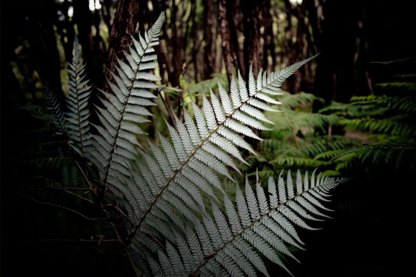 NZ Silver Tree Fern (Cyathea Dealbata) - Garden Fern Plant - 1000 Spores